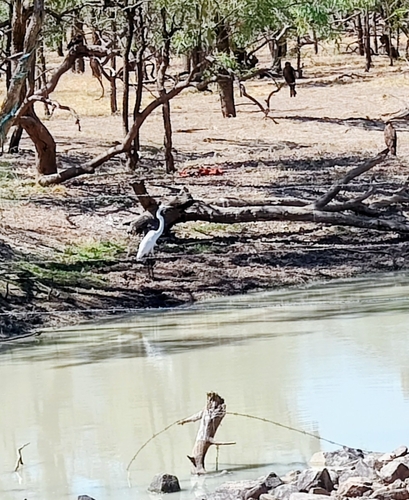 Great Egret