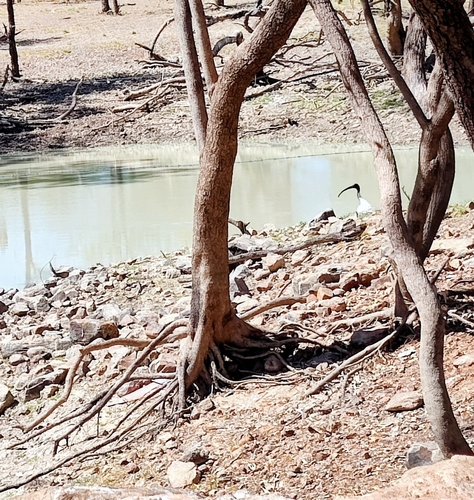 Australian Ibis