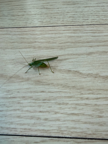 Xizicus coreanus