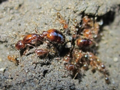 Solenopsis gayi