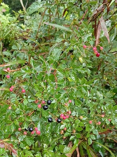 Nekemias arborea, photograph 6