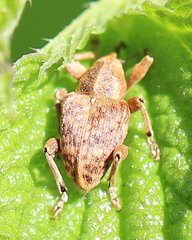 Curculio venosus