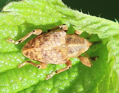 Curculio venosus