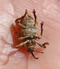 Curculio venosus