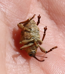 Curculio venosus