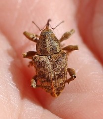 Curculio venosus