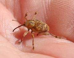 Curculio venosus