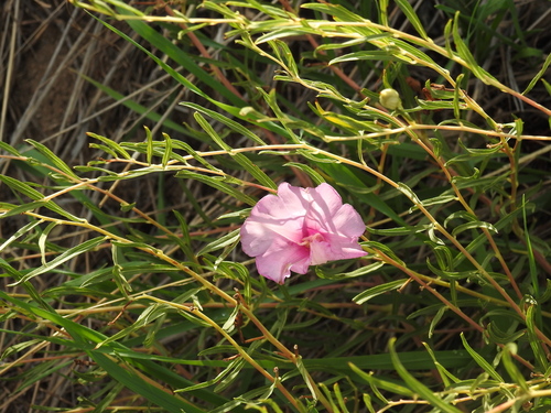 Ipomoea leptophylla, photograph 4