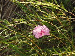 Ipomoea leptophylla, photograph author not stated, no rights reserved