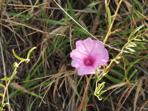 Ipomoea leptophylla, photograph 5