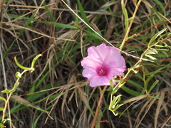 Ipomoea leptophylla, photograph author not stated, no rights reserved