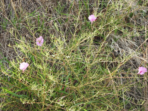 Ipomoea leptophylla, photograph 6