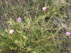 Ipomoea leptophylla, photograph author not stated, no rights reserved