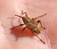Curculio venosus