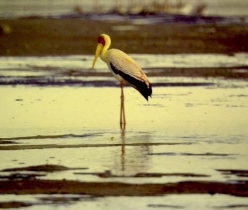 iNaturalist image