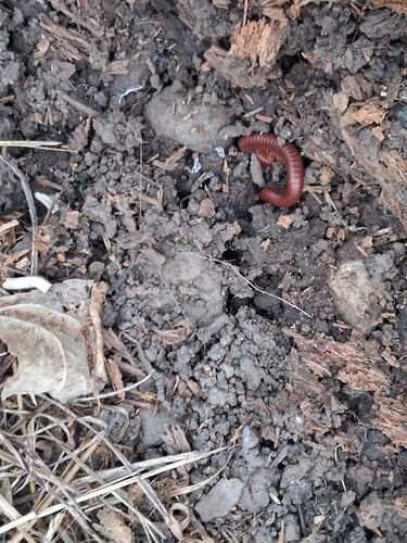 Rusty Millipede