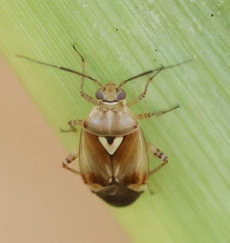 Lygus pratensis