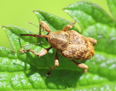 Curculio venosus