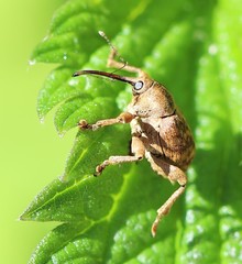 Curculio venosus