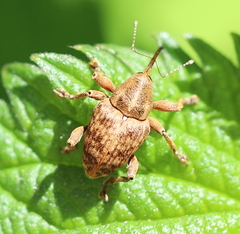 Curculio venosus