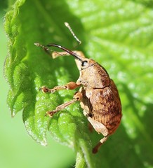 Curculio venosus