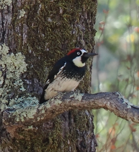 Acorn Woodpecker seen in Sonoma Valley