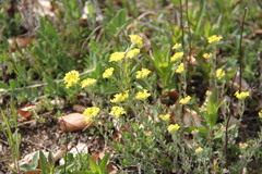 Alyssum trichostachyum