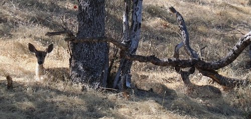 Mule Deer seen in Sonoma Valley