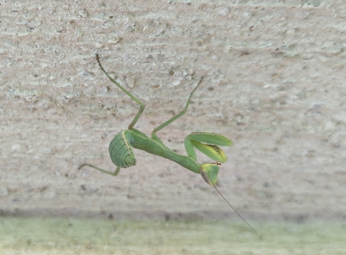 Transcaucasian Giant Mantis