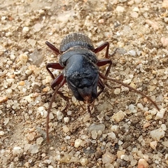 Coleoptera