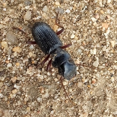 Coleoptera