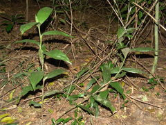 Corymborkis corymbis