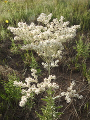Eriogonum annuum
