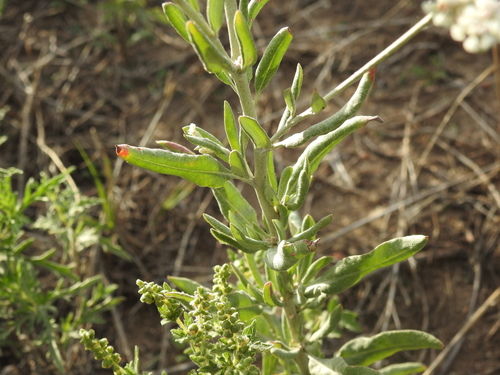 Eriogonum annuum, photograph 2