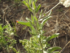 Eriogonum annuum, photograph author not stated, no rights reserved