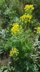 Lomatium multifidum