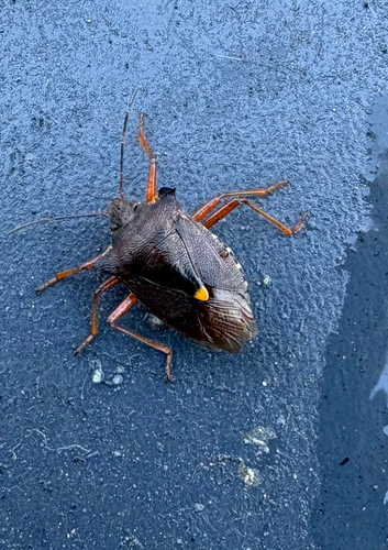 Forest Bug