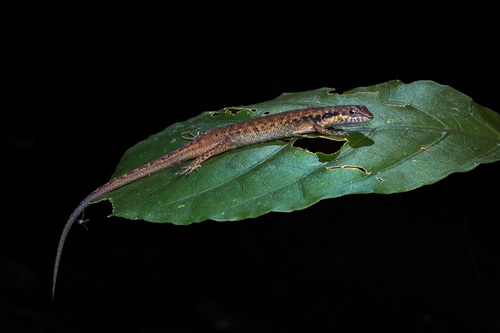 Saproscincus basiliscus, 2026-08-25