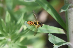 Sphaerophoria pyrrhina