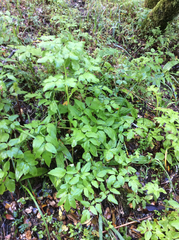 Angelica californica