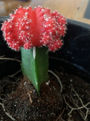 Gymnocalycium