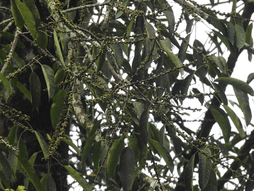 Ficus tsjakela observed 2026-08-27