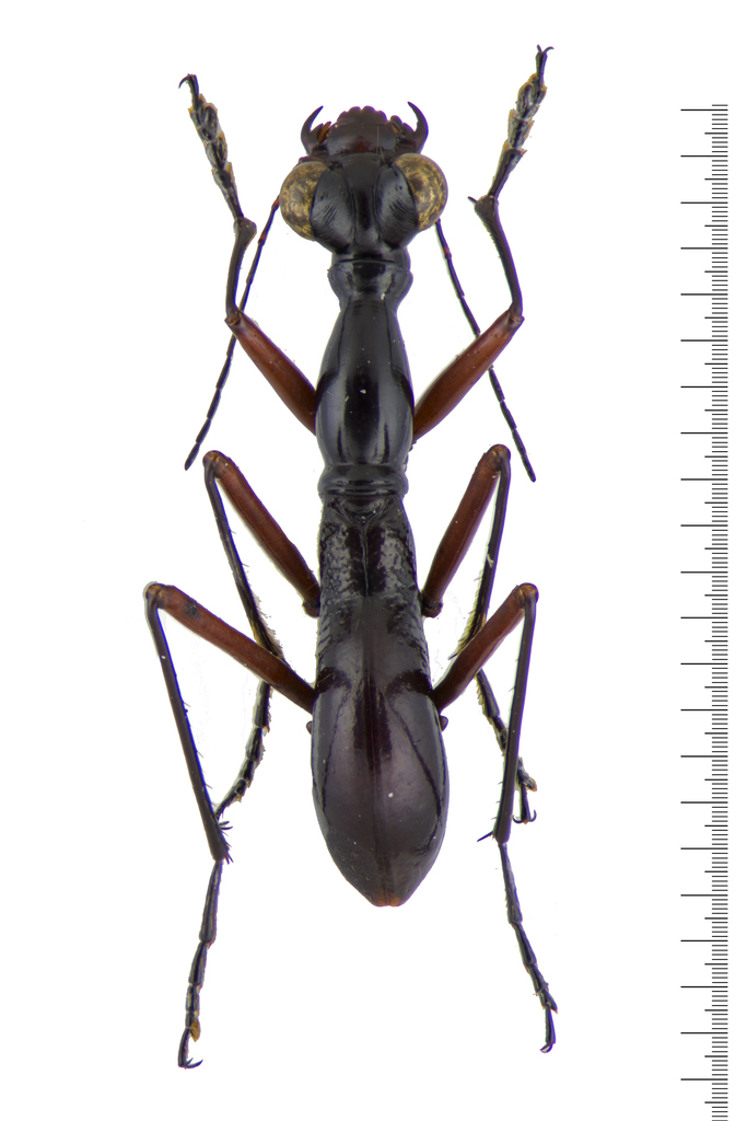 Tricondyla beccarii