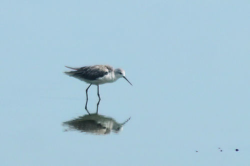 iNaturalist image