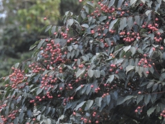 Heynea trijuga