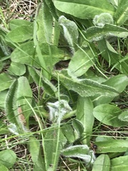 Pilosella aurantiaca