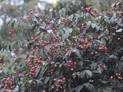Heynea trijuga, photograph (c) rajesh rocky, some rights reserved (CC BY)