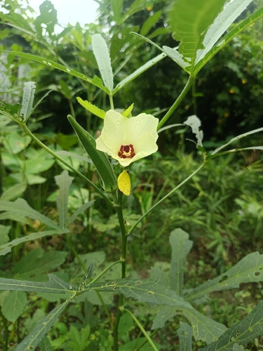 Common Grass Yellow