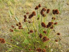 Juncus torreyi, photograph author not stated, no rights reserved
