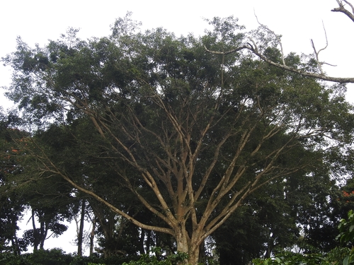 Ficus amplissima